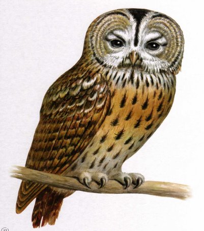 http://dasha46.narod.ru/Encyclopedic_Knowledge/Biology/Animals/Birds/2/Sova1.jpg
